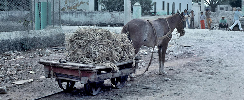 Donkey carrying hay