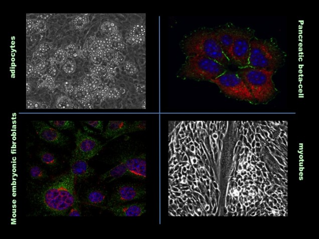 four various cells