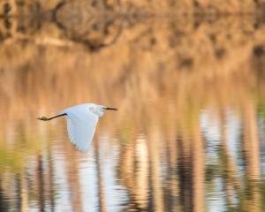 Bird flying over water